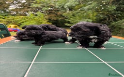 Maltipoo dogs for sale: Gorgeous tiny toy Maltipoo puppies  - Image 6