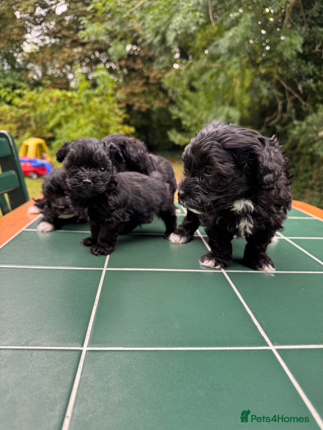 Maltipoo dogs for sale: Gorgeous tiny toy Maltipoo puppies  - Image 6