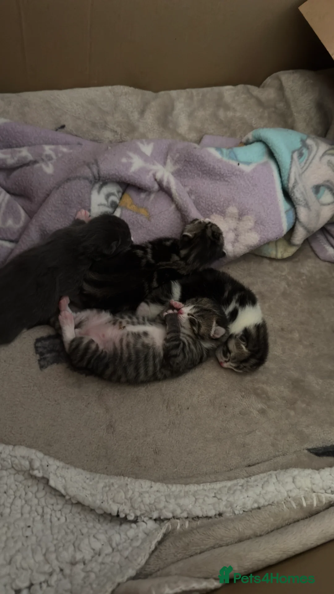 Domestic Shorthair cats for sale: 4 beautiful kittens ready for there forever homes  - Advert 10