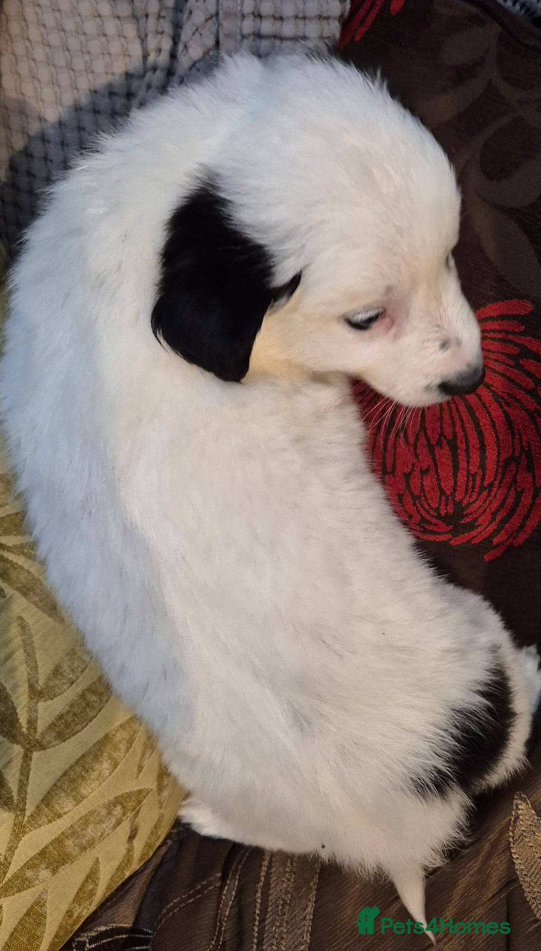 Border Collie dogs for sale: Blue Merles puppies  - Advert 15