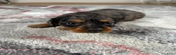 Dachshund dogs for sale: Dapple Miniature Dachshund - Advert 4