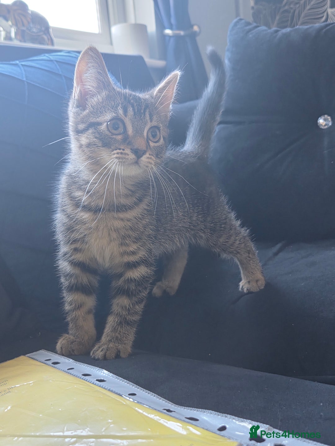 British Longhair cats for sale: Kittens - Image 3