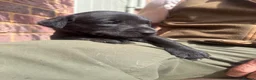 Labrador Retriever dogs for sale: Miss Ashlea shutler  - Advert 8