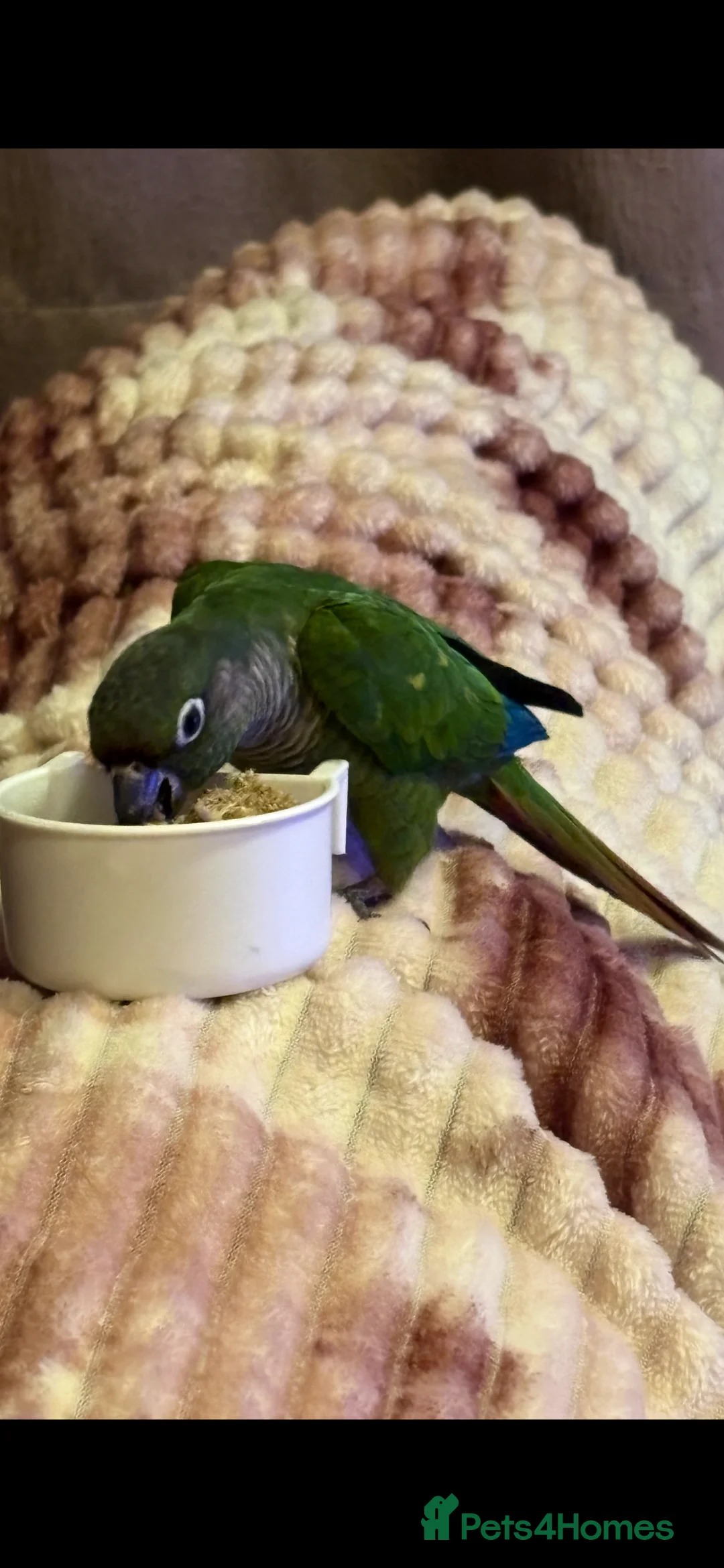 Conures birds for sale: Green Cheek Conure  - Advert 3