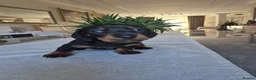 Miniature Dachshund dogs for sale: Beautiful Miniature Dachshund Puppies!💙💙♥️♥️♥️ - Advert 3