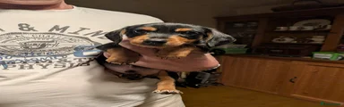 Mixed Breed 2