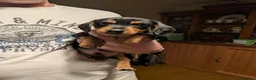 Mixed Breed dogs for sale: Miniature Dachshund x Jack Russell x Yorkshire ter - Advert 11