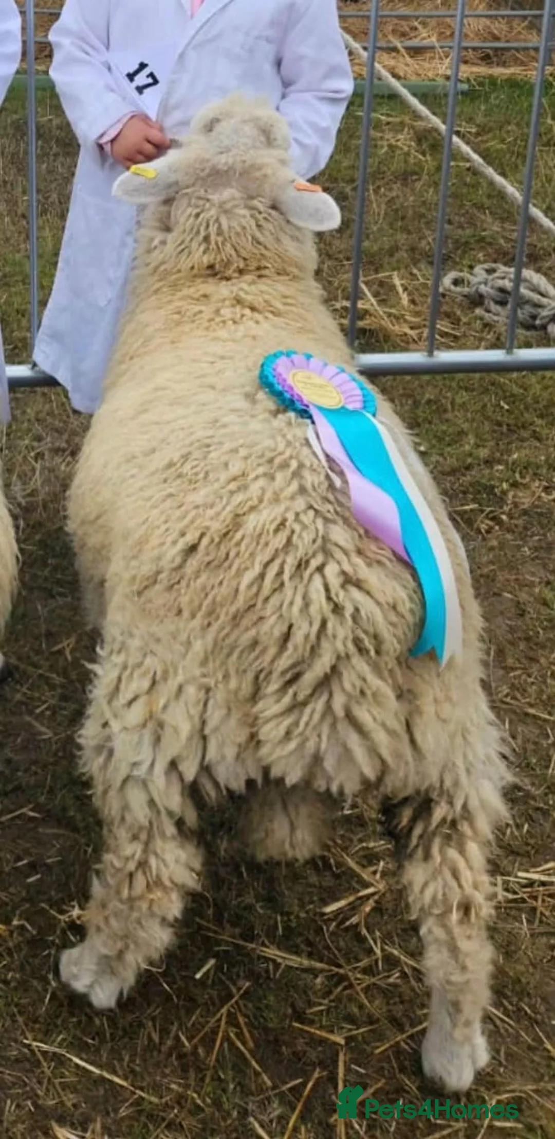 Sheep livestock for sale: Romney Ram Lamb in Ashford - Advert 5