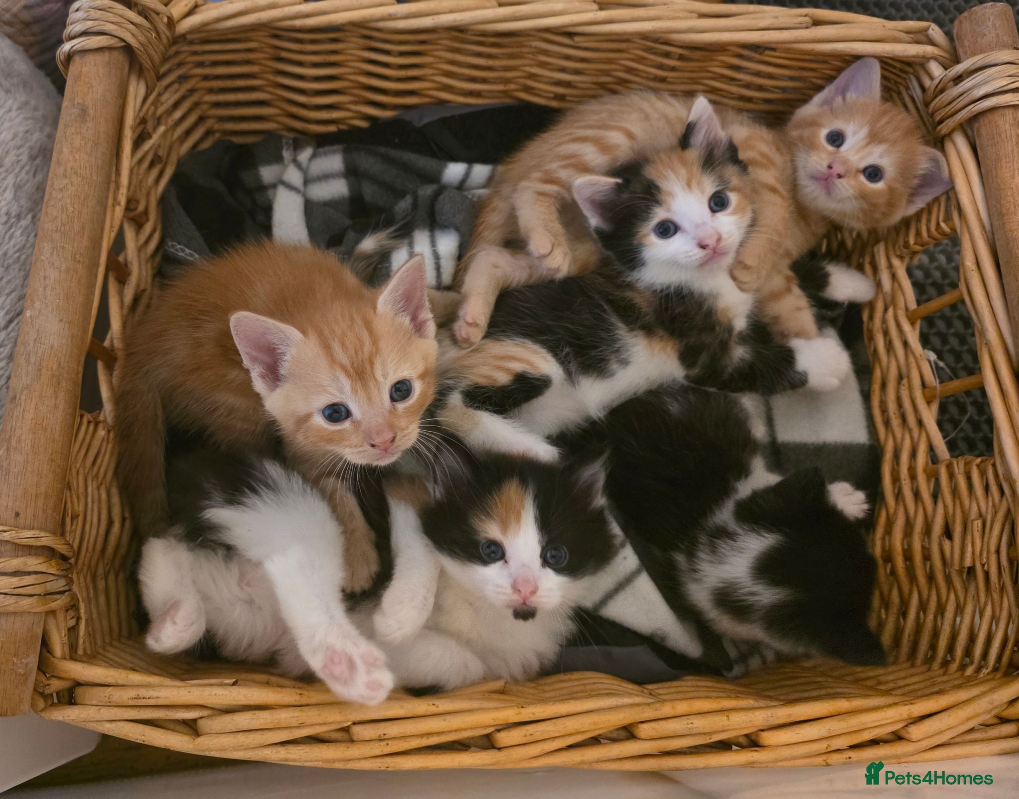 Mixed Breed cats Gorgeous kittens, 1 female ginger kitten - Advert 1