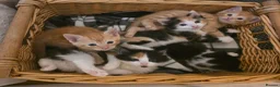 Mixed Breed cats for sale: Gorgeous kittens, 1 female ginger kitten - Advert 1