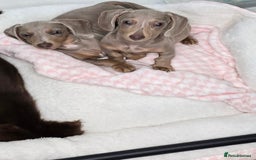 Miniature Dachshund dogs for sale: miniature dachshund - Image 2