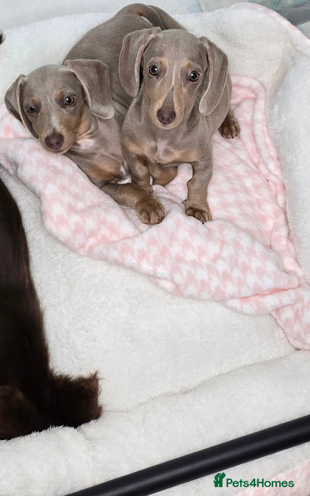 Miniature Dachshund dogs for sale: miniature dachshund - Image 2