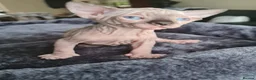 Sphynx cats for sale: Sphynx kittens - Advert 4