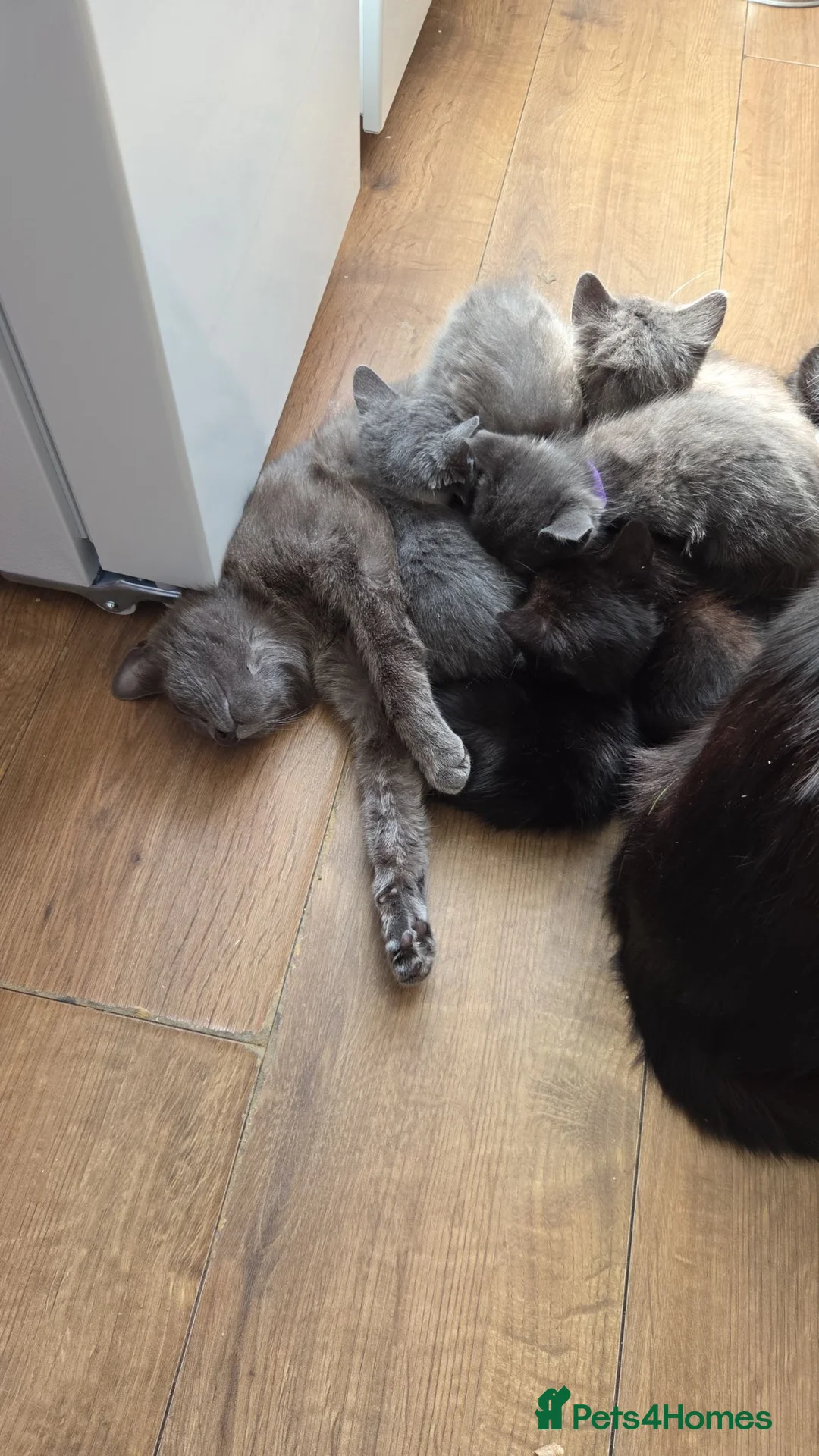 Mixed Breed cats for sale: 3 girls 1 boy kittens - Advert 2