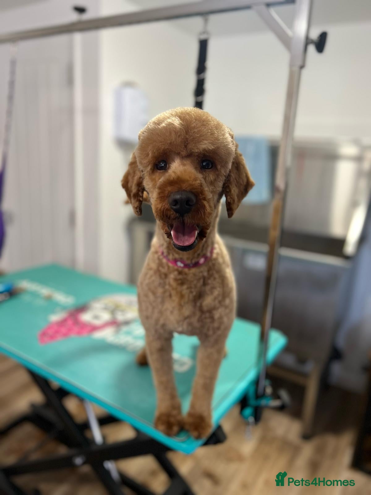 Miniature Poodle dogs Beautiful Deep Red Miniature Poodle for stud - Advert 6