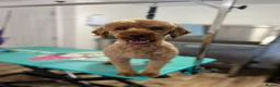 Miniature Poodle dogs for stud: Beautiful Deep Red Miniature Poodle for stud in Boston - Advert 1