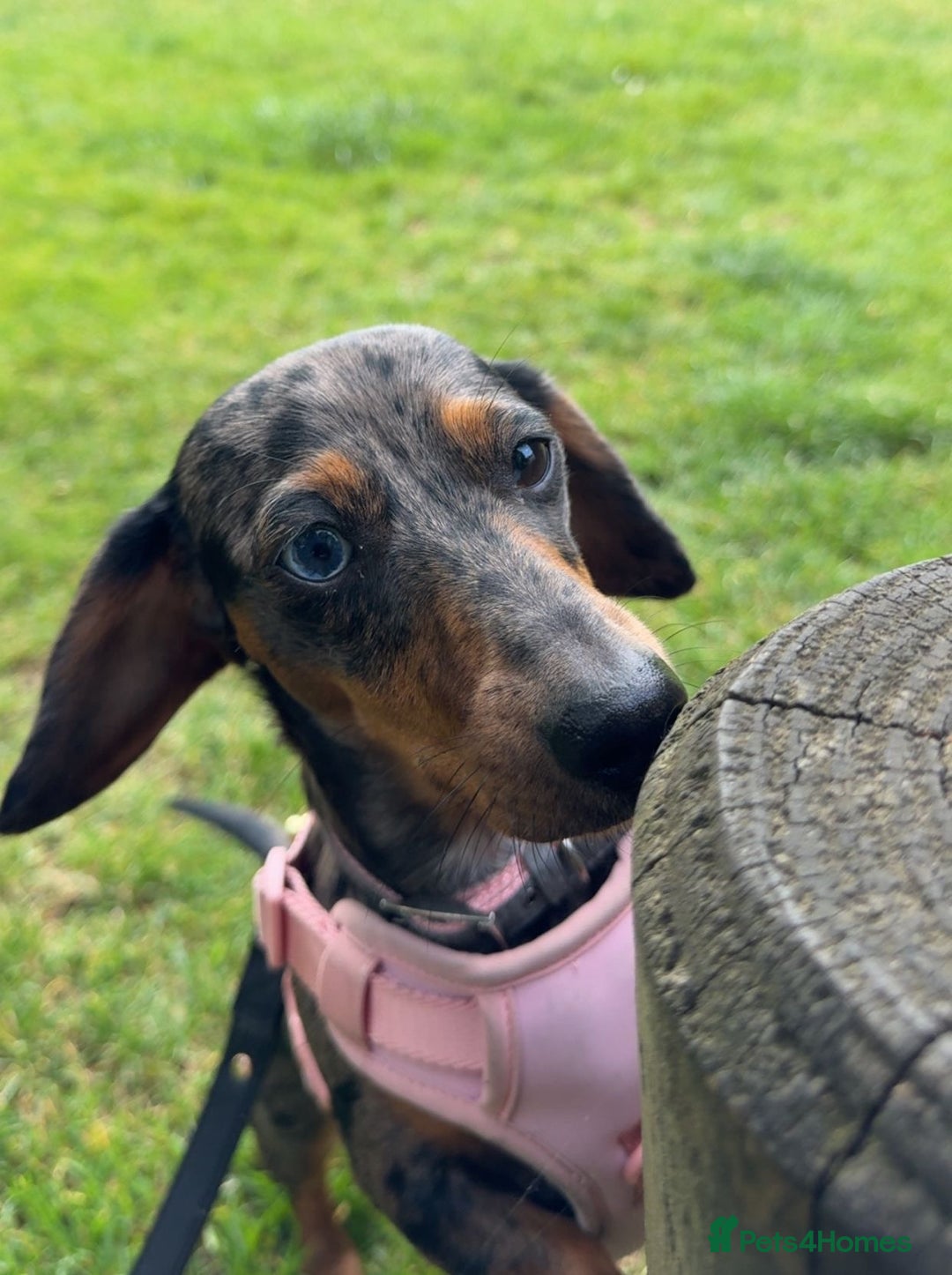 Miniature Dachshund dogs for sale: Loving Foster Home Wanted for My Loving Dachshund - Image 3