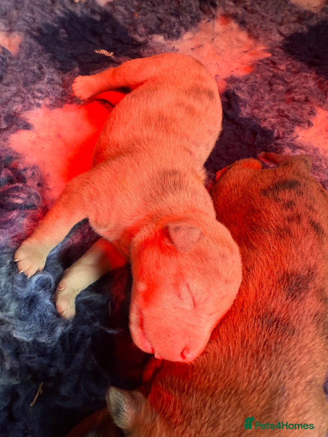 Mixed Breed dogs for sale: Mastibull puppies for sale  - Image 9