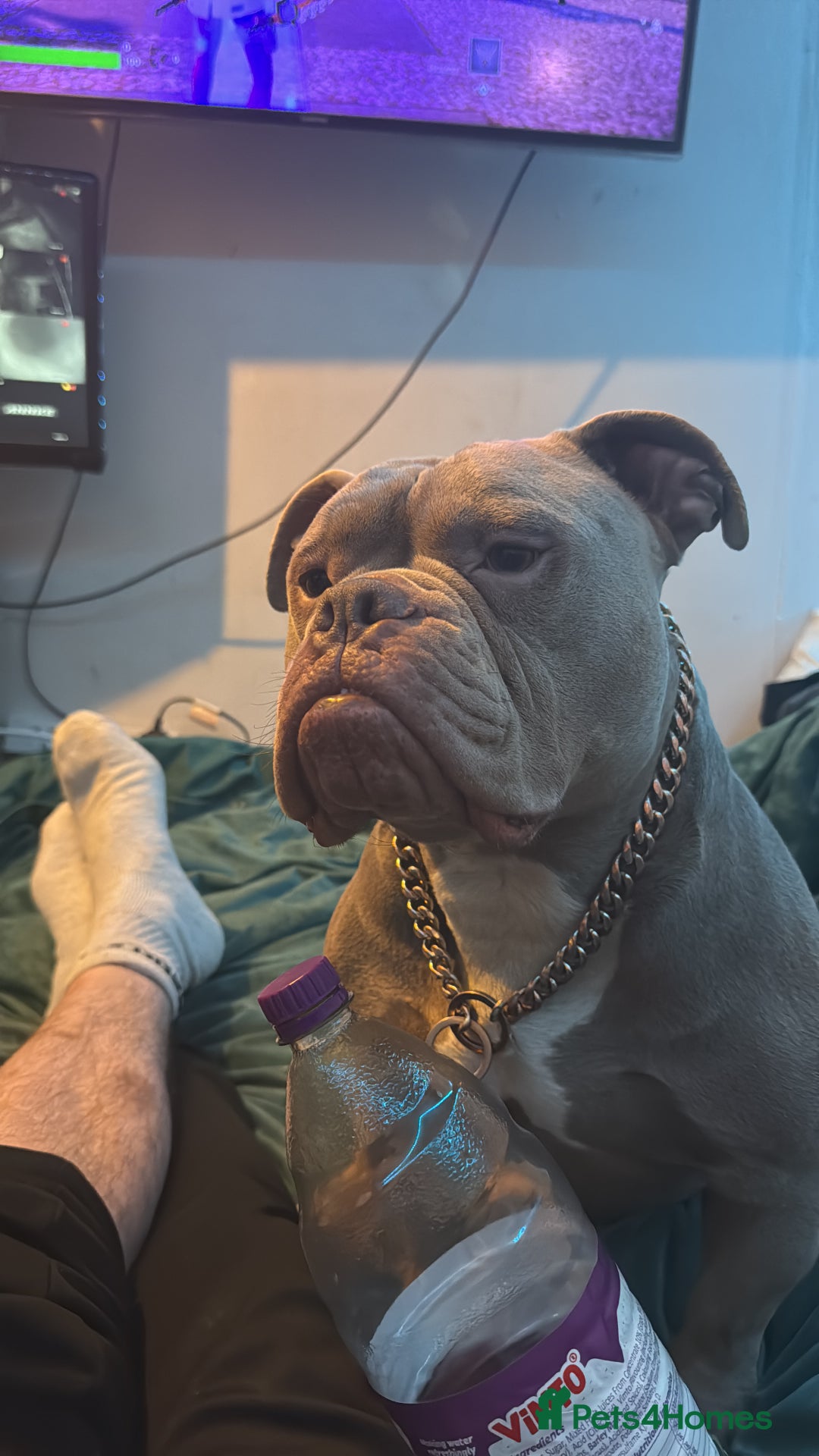 English Bulldog dogs for stud: F1 Bantam Mini Bulldog NEBBR Reg in Nottingham - Advert 3