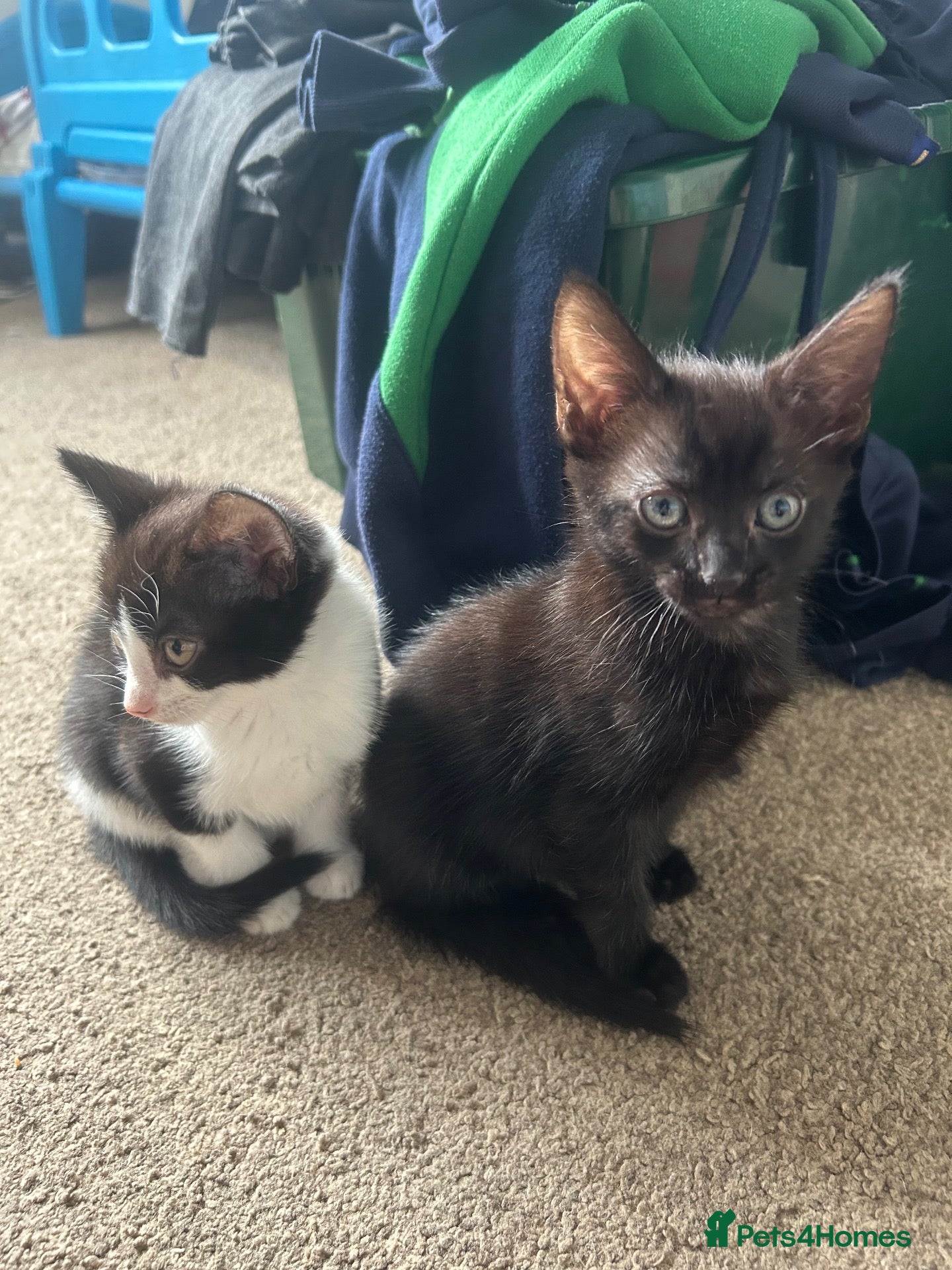 Mixed Breed cats 2 beautiful playful kittens for sale  - Advert 17