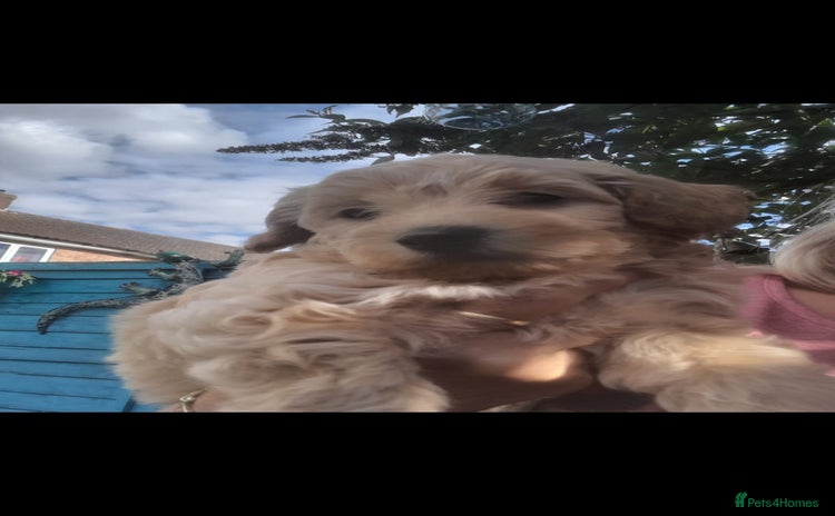 Cockapoo dogs - Advert 15