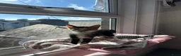 Mixed Breed cats for sale: 10 week old kitten ready for forever home!  in London - Advert 4