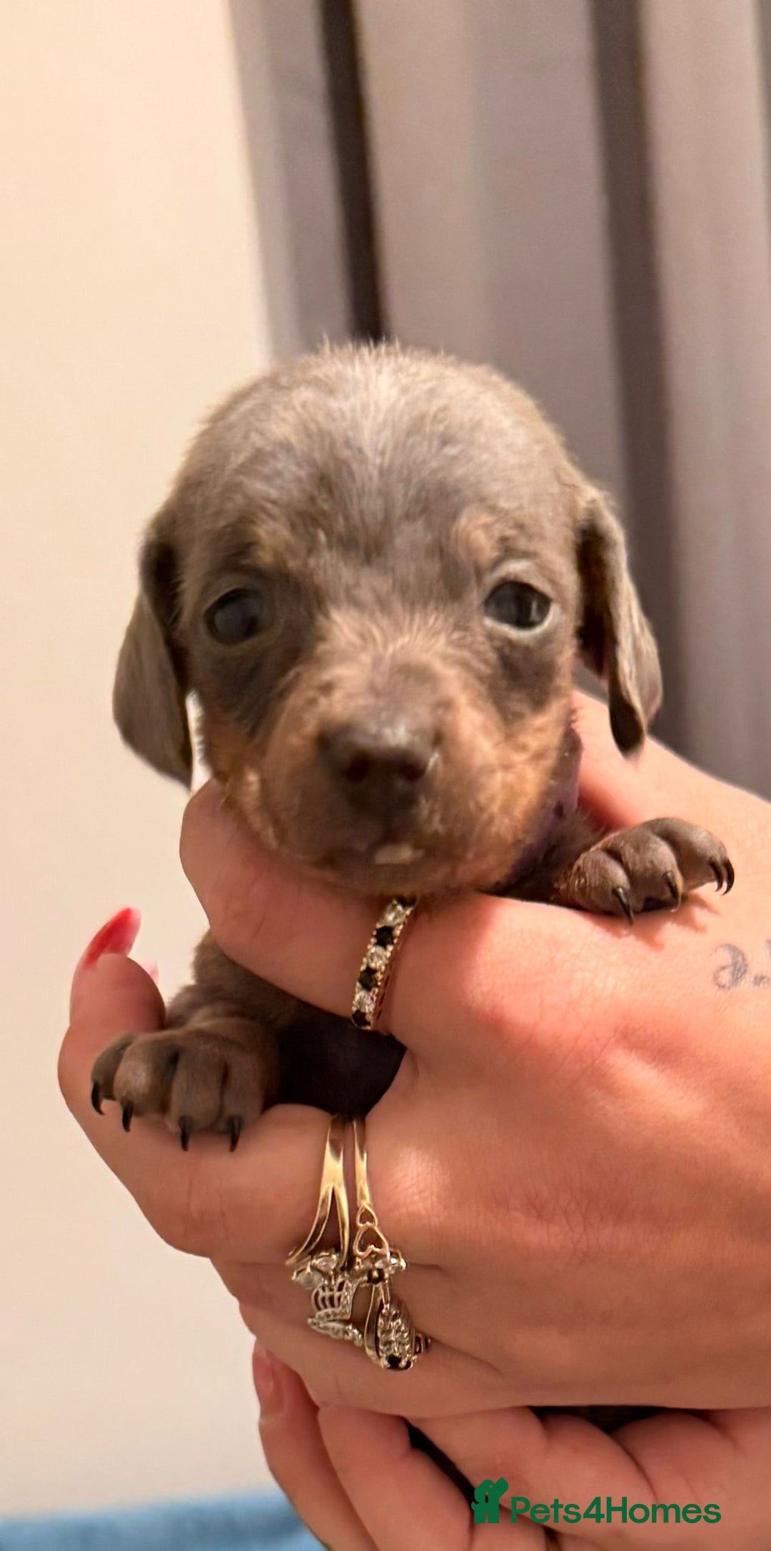 Dachshund dogs for sale: Dachshund puppies  - Advert 20