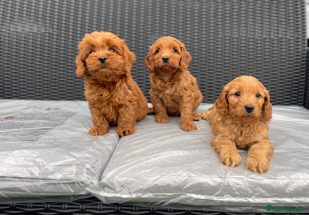 Cockapoo dogs for sale: Beautiful f1 cockapoos ready now - Image 21
