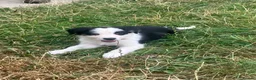 Border Collie dogs for sale: 7 well socialised puppies in Knighton - Advert 4