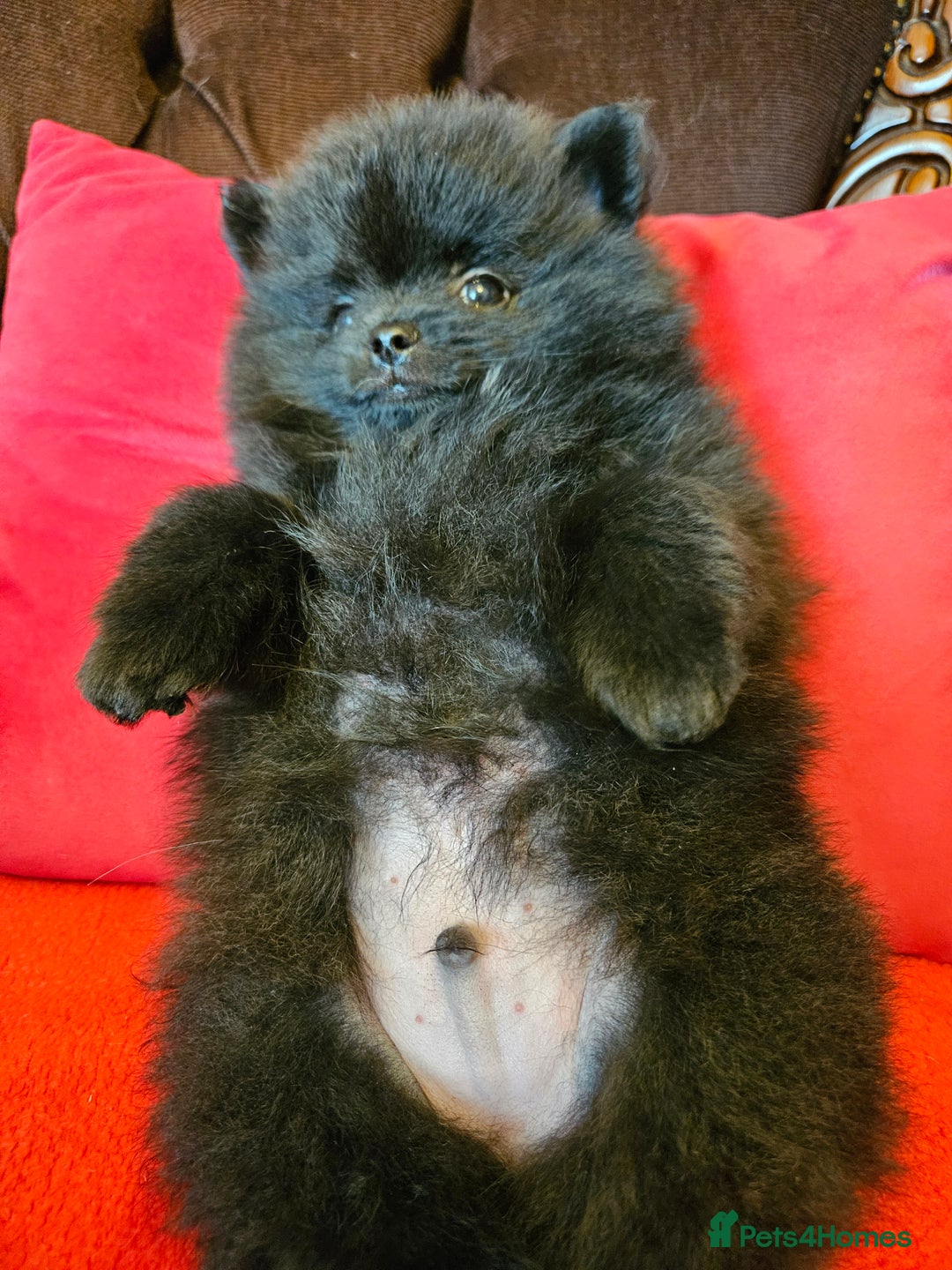 Pomeranian dogs for sale: 3 beautiful black pomeranian boys for sale  - Image 26