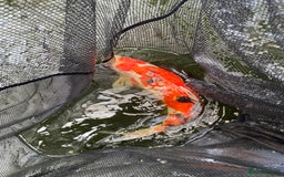 Koi Carp fish for sale: 18inch Koi carp  - Image 1