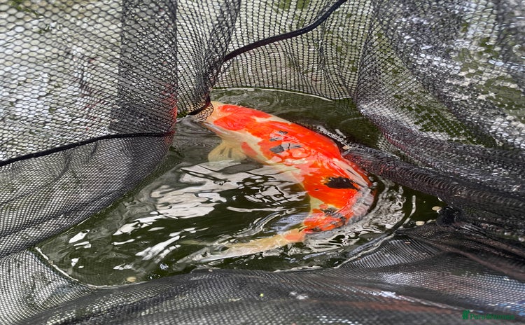Koi Carp fish - Advert 14