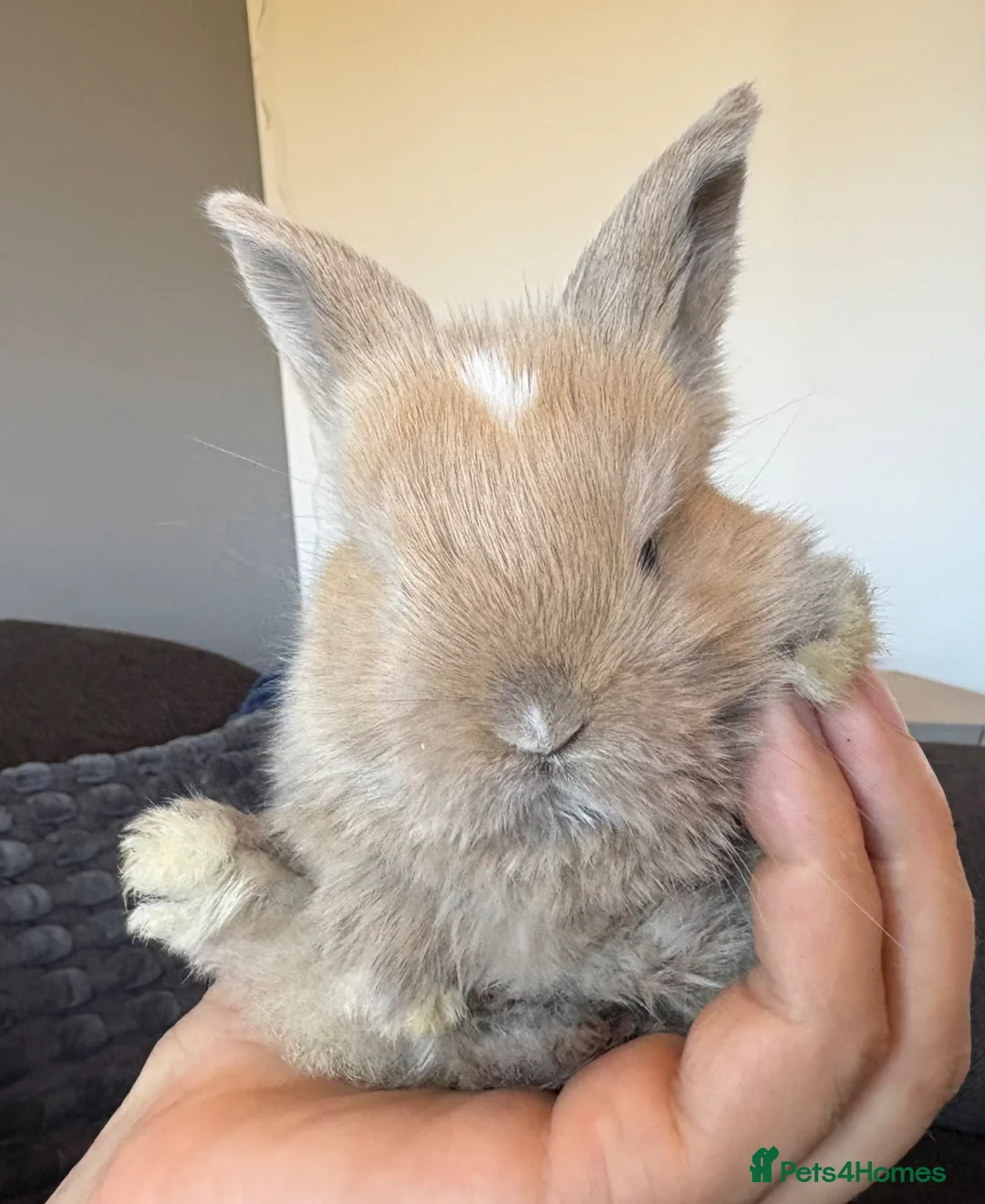 Mini Lop rabbits for sale: Pure bred mini lop bunnies - Advert 2