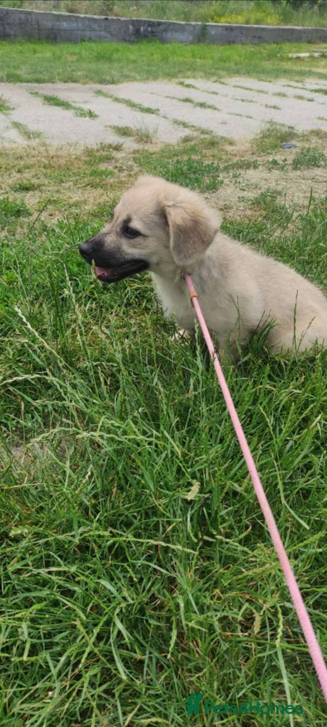 Mixed Breed dogs for adoption: Meet Bambi, currently residing in Bristol - Image 9