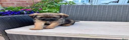 Border Terrier dogs for sale: Pedigree K C Reg Border Terrier Puppies for sale in Derby - Advert 7