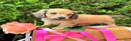 Miniature Dachshund dogs for sale: Long haired miniature dachshunds  - Advert 7