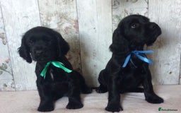 Cocker Spaniel dogs for sale: Well socialised Pedigree Cocker pups - Image 23