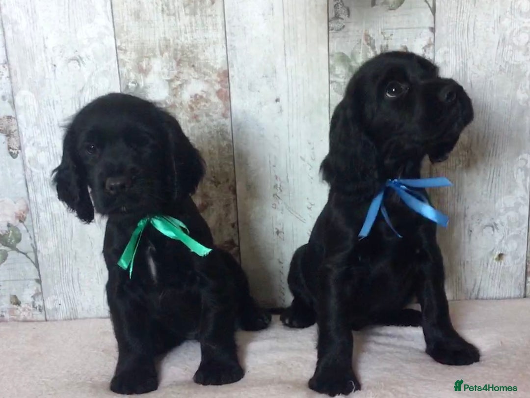 Cocker Spaniel dogs for sale: Well socialised Pedigree Cocker pups - Image 23
