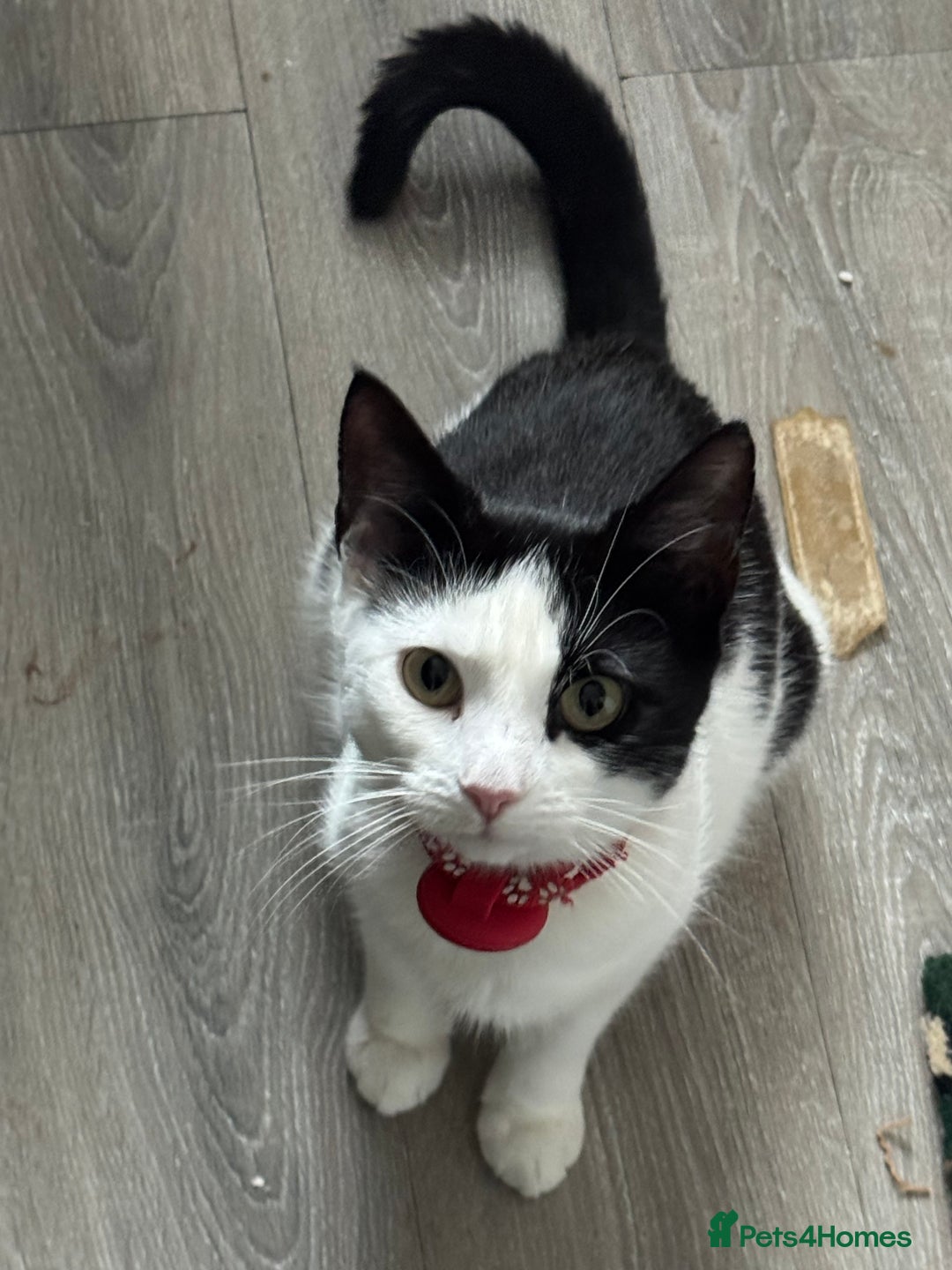 Mixed Breed cats for sale: 3 gorgeous kittens ready for there 5* home  - Advert 2