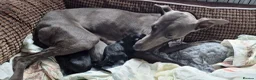 Whippet dogs for sale: Whippet puppies ready to reserve - Advert 11