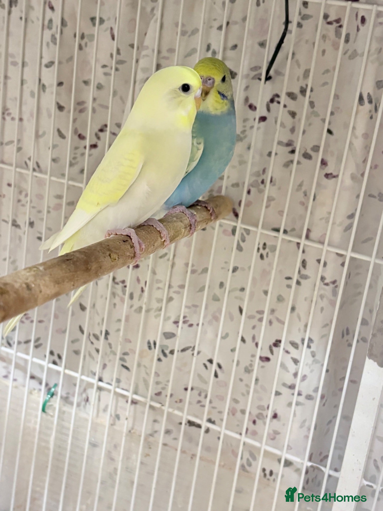 Budgerigars birds Pretty baby budgies for sale. - Advert 1