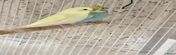 Budgerigars birds for sale: Pretty baby budgies for sale. - Advert 1