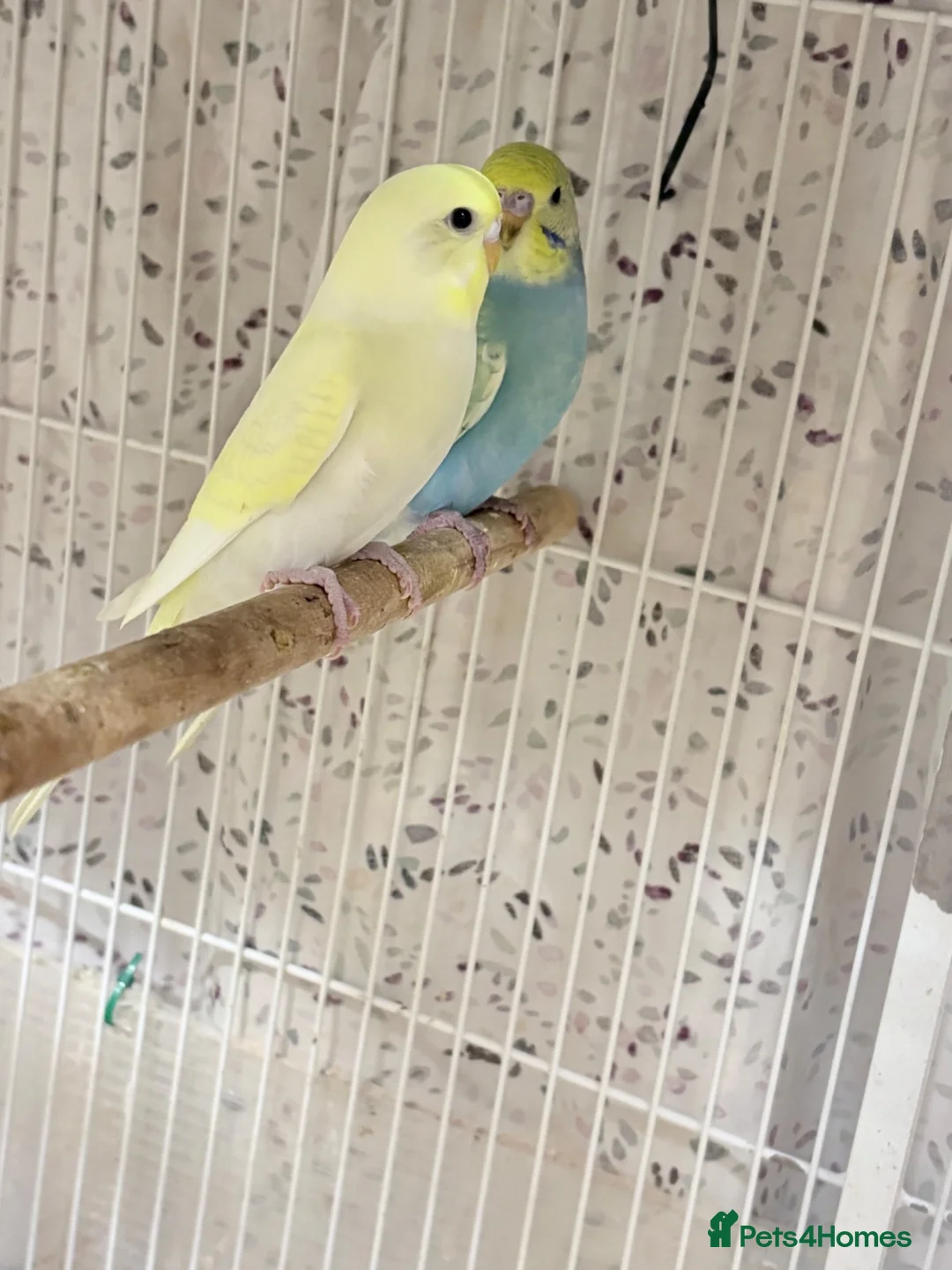 Budgerigars birds for sale: Pretty baby budgies for sale. - Advert 1