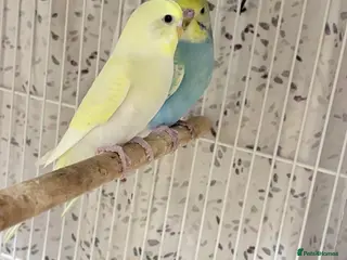 Budgerigars birds Pretty baby budgies for sale. - Advert 1