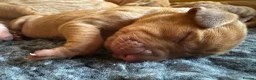 Hungarian Vizsla dogs for sale: Litter of stunning Viszlas!! - Advert 1