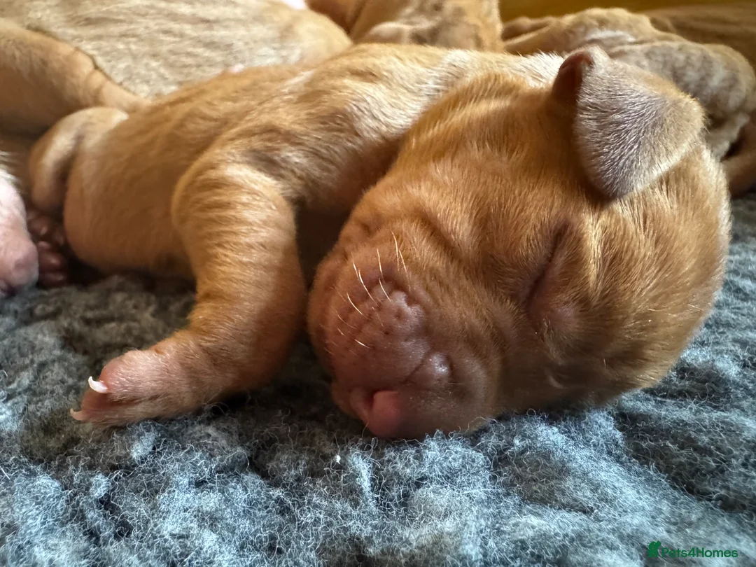 Hungarian Vizsla dogs for sale: Litter of stunning Viszlas!! - Advert 1