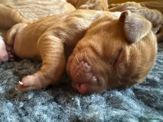 Hungarian Vizsla dogs Litter of stunning Viszlas!! - Advert 1