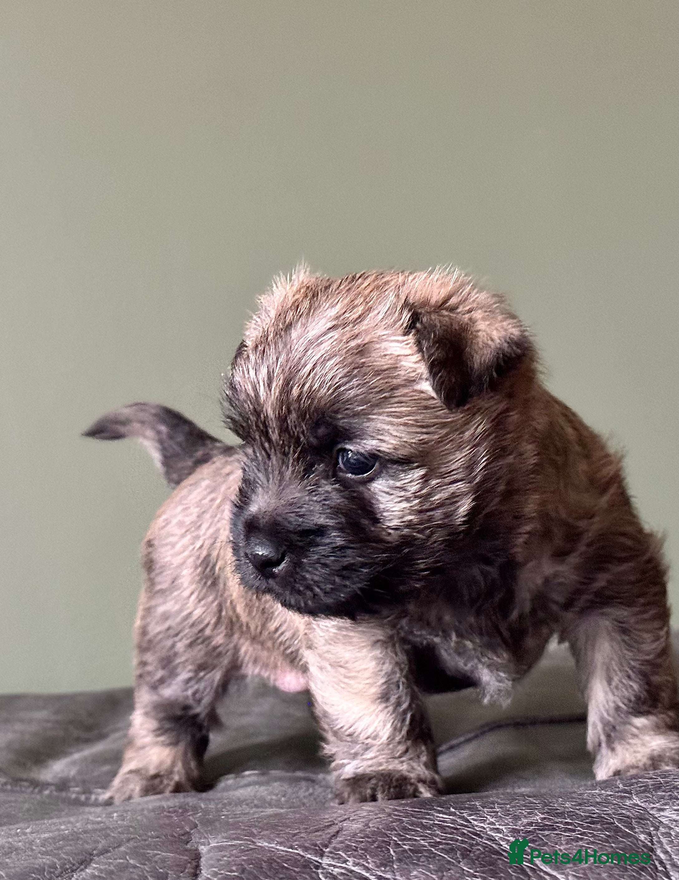 Cairn Terrier dogs Quality KC REG pup off HEALTH TESTED PARENTS  - Advert 3