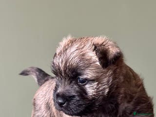 Cairn Terrier dogs Quality KC REG pup off HEALTH TESTED PARENTS - Advert 3