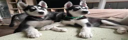 Siberian Husky dogs for sale: Adorable Siberian huskies (Artic Dreams) - Advert 19